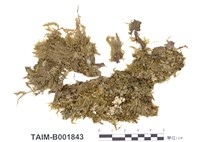 藏品(羽平苔)的圖片